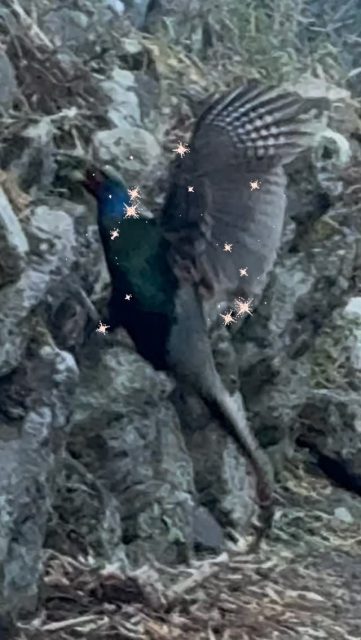 【A flying pheasant is a sign of good luck⁉️】
Did you know that the pheasant is Japan's national bird? ?
Occasionally, pheasants appear in our garden.
Pheasants prefer running to flying, so it's very rare to see one in flight, but this time we were able to capture this precious moment on camera! ️
Perhaps it's a sign of good luck! 🤩🤞

[Reservations🏨] 
Please make your reservation through our official website via our profile. 

[Private day-trip Onsen♨️] 
You can use the milky white hot spring water, which is drawn directly from the source of Owakudani, for private use. ♨️ 
1,500 yen per person per hour. 
Reservations must be made in advance by phone. Please feel free to call us! 
TEL: +81-460-84-6577

【キジが翔んだ日】
キジが日本の国鳥だとご存知でしたか？？
当館の庭先にはたびたびキジが現れます。
キジは飛ぶよりも走るのが得意なため、飛ぶ姿はとても珍しいとのことですが、今回は貴重な飛ぶ瞬間をカメラで捉えることができました‼️
幸運の兆しかもしれませんね〜🤩🤞

【宿泊予約】
宿泊のご予約はプロフィール経由で公式サイトからお願い致します。

【貸切日帰り温泉】
大涌谷から引湯している源泉掛け流しの白濁温泉を貸切でご利用いただけます♨️
1時間貸切で1人1500円です。
電話での事前のご予約制です。
お気軽にお電話ください！
TEL0460846577

#japan 
#hakone 
#pheasant 
#onsen 
#luck