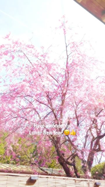 新年快乐🧧
新年快樂🧧
Happy Lunar New Year🧧

It snowed again this morning in Hakone☃️

However, the weeping cherry tree at our guesthouse has lots of large buds and is steadily preparing for spring🌸😊♨️

We can't wait for spring‼️

Have a wonderful Lunar New Year~🧧👍✨

今朝は、箱根でまた雪が降りました☃️

しかし、当ゲストハウスの枝垂れ桜は大きな蕾をたくさんつけて着実に春の準備をすすめています🌸😊♨️

春が待ち遠しいですね‼️

素敵な旧正月をお過ごしください〜🧧👍✨

#lunarnewyear 
#新年快乐 
#新年快樂 
#春節 
#温泉