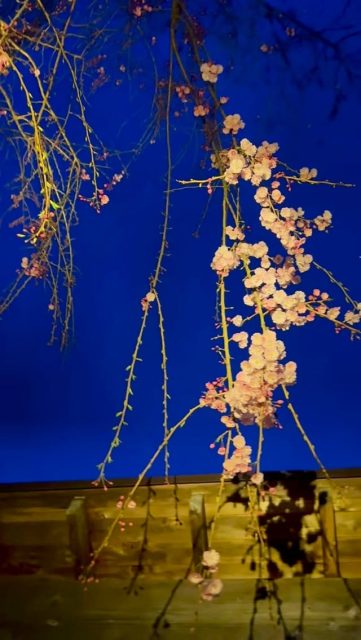 Our weeping cherry blossoms are blooming 🌸
A bit earlier this year.
Only for a limited time—
Hanami with onsen ♨️
Day-use onsen available 😊
枝垂れ桜、開花しました🌸
今年は少し早めです。
今しかできない、
“お花見温泉”へ♨️
日帰り温泉も受付中です😊
#源泉掛け流し
#日帰り温泉
#桜
#hakone
#privateonsen
