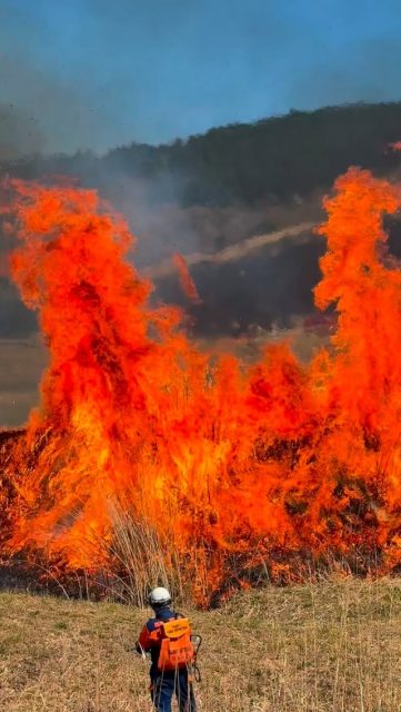 Fire⁉️😨
No — this is the annual grass burning at Sengokuhara, Hakone.😊👍
This tradition prevents forest overgrowth, clears old reeds, and allows fresh, healthy pampas grass to grow.These flames create the golden fields you’ll see in autumn.
Usually held in March, it was delayed this year due to weather.But thanks to that, we witnessed cherry blossoms and fire at the same time 🌸🔥
Our open-air bath cherry tree is now in full bloom.Experience this moment with us.
火事⁉️
いいえ、箱根・仙石原すすき草原の山焼きです。
山焼きは、森林化を防ぎ、古いススキを焼き払い、良質な新芽を育てるために行われています。
この🔥が、秋の黄金色の絶景をつくるのです✌️
例年は3月中に実施されますが、天候に恵まれず何度も延期に。でもそのおかげで、満開の桜と山焼きを同時に楽しむことができました🌸🔥
うちの露天風呂の枝垂れ桜も満開です🌸
春は桜、秋はすすき草原の絶景をぜひ観にいらしてください。
#仙石原すすき草原
#山焼き
#hakone
#japantravel
#hiddenjapan