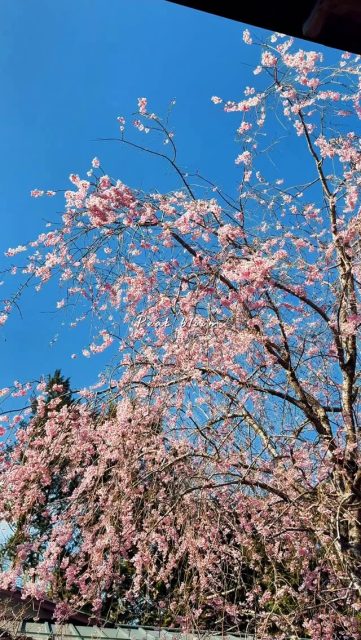 Sakura in full bloom, Hakone.🌸
Life is short — don’t miss this bloom.😆
桜が満開になりました〜🌸😆
#sakura
#cherryblossom
#hakone
#japantravel
#onsen