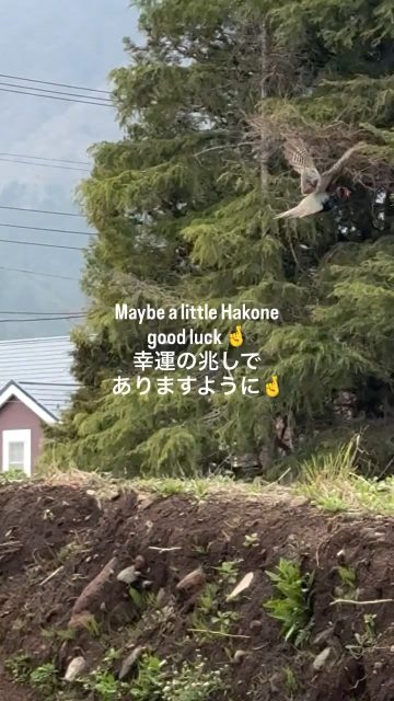 A wild pheasant family living in our garden recently welcomed a baby chick 🐣✨

Watching the father carefully protect and watch over his little family has been such a heartwarming sight.

In Japan, pheasants are sometimes considered a symbol of good fortune 🤞
And today… we finally saw the father pheasant fly‼️

Nature moments like this make Hakone feel even more magical 😊

庭に住んでいるキジの夫婦に、最近赤ちゃんが一羽生まれました🐣✨

お父さんキジがいつも家族を見守っていて、とても微笑ましいです😊

飛び立つキジは幸運の象徴とも言われています🤞
今日はお父さんキジが飛ぶ姿も見ることができました‼️

こういう自然の瞬間に出会えるのも、箱根の魅力ですね〜✨

#hakone 
#natureinjapan 
#Pheasant
#japantravel 
#wildlifejapan