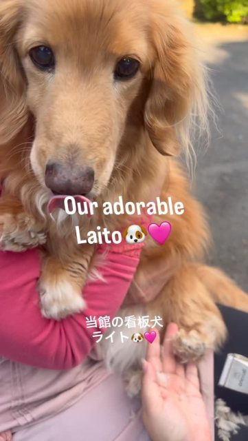Our adorable little Laito 🐶💕

The fur on his paw pads had grown so much that it was time for a little trim ✂️🐾

Apparently, paw trims are VERY ticklish for Laito 😂

He spent the whole time squirming around and even head-butted Mrs. Takahashi a few times… 🤣

But mission accomplished — his paw pads are back! ✨🐾💕

Good boy, Laito🐶♨️💕

🏨 Reservations

Please book directly through our official website via the link in our profile 😊

♨️ Private Day-Use Onsen

Enjoy our milky-white natural hot spring, sourced directly from Owakudani.

¥1,500 per person / 1 hour
Advance reservation by phone required.

☎️ +81-460-84-6577

当館の看板犬ライトくん🐶💕

足裏の毛が伸びて肉球が見えなくなってしまったので、ちょこっと散髪しました✂️🐾

でも足裏はかなりくすぐったいみたいで、終始大暴れ😂

Mrs.Takahashiに頭突きをくらわせるも...😵

無事に肉球復活しました✨

ライト、頑張ったね🐶♨️💕

🏨 宿泊予約

ご予約はプロフィールのリンクから公式サイトをご利用ください😊

♨️ 貸切日帰り温泉

大涌谷から引湯している源泉掛け流しの白濁温泉を貸切でご利用いただけます。

1時間 1,500円／1名
事前予約制

☎️ 0460-84-6577

#ミニチュアダックス 
#miniaturedachshund 
#看板犬 
#ワンちゃん 
#hakone