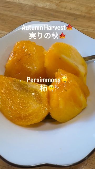 [Autumn Harvest]
We harvested persimmons from our garden‼️
This year was a bumper harvest‼️
We harvested late, so we thought they'd be overripe, but they were actually just ripe enough, and incredibly sweet and juicy🤤 
It was the most luxurious experience to harvest and eat persimmons straight from our garden!
We're grateful for nature's bounty. 🙏
This fall was short, wasn't it? 🍂
Have a wonderful fall. ✌️

【秋の収穫】
当館の裏庭の柿を収穫しました‼️
今年は豊作でした‼️
収穫時期が遅くなり熟し過ぎた、、、と思ったのですが、実際にはちょうどよく熟していて、最高に甘くてジュースィ〜でした〜🤤
庭で採れた柿を収穫して食べるなんて、最高に贅沢な時間でした‼️自然の恵に感謝🙏
今年の秋は短いですね🍂
皆様、素敵な秋をお過ごしください✌️

#箱根 
#onsen 
#japan 
#hakone 
#温泉宿 
#箱根観光 
#hotspring 
#hakonejapan 
#日本 
#温泉 
#秋 
#秋の味覚 
#autumnharvest 
#persimmon 
#nature 
#sweet 
#juicy 
#thankful 
#感謝 
#贅沢