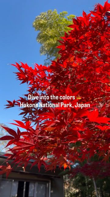 Dive into the colors in Hakone National Park, Japan🍁✨
Hakone turns vibrant colors in autumn 🍁✨
Please come and visit the colorful Hakone😊

秋の箱根は鮮やかに色づきます🍁✨
色彩豊かな箱根にぜひおいでください😊

#japantrip 
#hakone 
#nationalpark 
#autumnleaves🍁 
#autumn 
#autumncolours 
#colors 
#hotspring 
#onsen 
#privateonsen 
#openairhotspring 
#outdooronsen 
#daytriphotspring 
#紅葉スポット 
#紅葉狩り 
#秋 
#箱根 
#温泉 
#源泉掛け流し 
#露天風呂 
#貸切露天風呂 
#家族風呂 
#日帰り 
#日帰り温泉 
#日帰り入浴